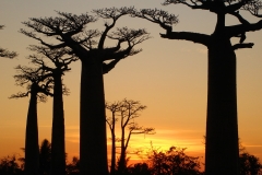 Madagascar, baobab, coucher de soleil