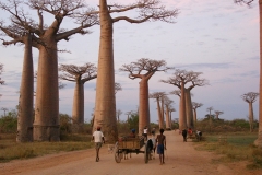 Madagascar, baobab