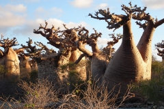 Madagascar, baobab