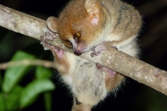 Madagascar, faune
