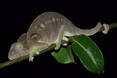 Madagascar, faune, caméléon