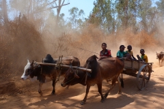 Madagascar, campagne, buffle