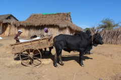 Madagascar, campagne, buffle