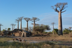 Madagascar, baobab