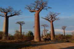 Madagascar, baobab