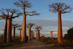 Madagascar, baobab