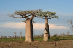 Madagascar, baobab