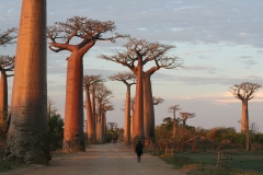 Madagascar, baobab