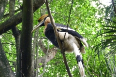 Malaisie, Calao, oiseau