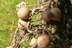 Malaisie, nature, fruit