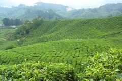 Malaisie, champs de théiers