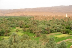 Maroc, Grand sud, palmeraie