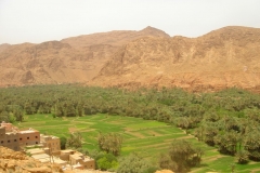 Maroc, Grand sud, palmeraie