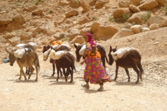 Maroc, Grand sud, bergère, ânes