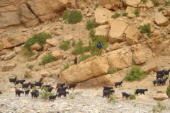 Maroc, Grand sud, bergère, chêvres