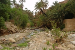 Maroc, Grand sud, palmeraie, oasis