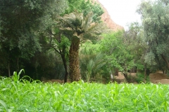 Maroc, Grand sud, palmeraie, oasis