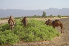 Maroc, Grand sud, palmeraie, dromadaire