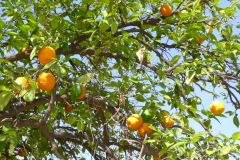 Maroc, Marrakech, orange, oranger