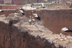 Maroc, Marrakech, Palais El Badiî, cigogne