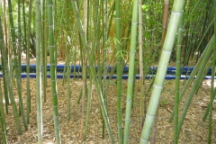 Maroc, Marrakech, jardin Majorelle