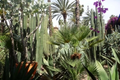 Maroc, Marrakech, jardin Majorelle