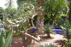 Maroc, Marrakech, jardin Majorelle