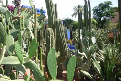 Maroc, Marrakech, jardin Majorelle