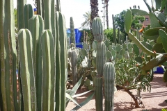 Maroc, Marrakech, jardin Majorelle