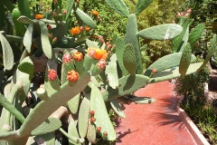 Maroc, Marrakech, jardin Majorelle