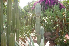 Maroc, Marrakech, jardin Majorelle