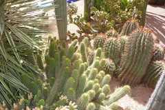 Maroc, Marrakech, jardin Majorelle