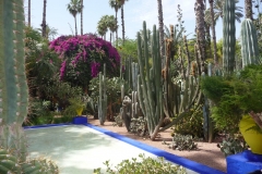 Maroc, Marrakech, jardin Majorelle