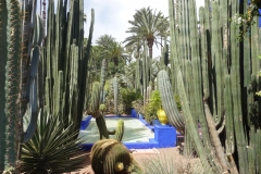 Maroc, Marrakech, jardin Majorelle