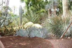 Maroc, Marrakech, jardin Majorelle