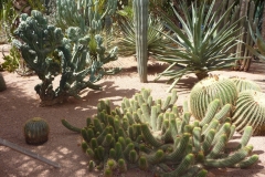 Maroc, Marrakech, jardin Majorelle