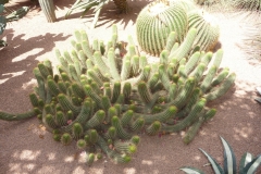 Maroc, Marrakech, jardin Majorelle