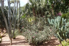 Maroc, Marrakech, jardin Majorelle