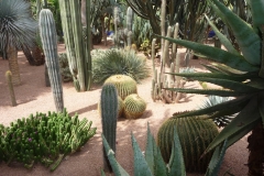 Maroc, Marrakech, jardin Majorelle