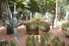 Maroc, Marrakech, jardin Majorelle