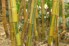 Maroc, Marrakech, jardin Majorelle