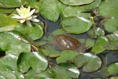 Maroc, Marrakech, jardin Majorelle