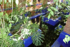 Maroc, Marrakech, jardin Majorelle