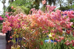 Maroc, Marrakech, jardin Majorelle