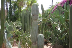 Maroc, Marrakech, jardin Majorelle