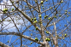 Mexique, arbre à kapoc