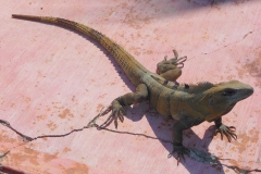 Mexique, lézard