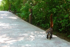 Mexique, Playa Del Carmen, coati