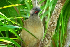 Mexique, oiseau