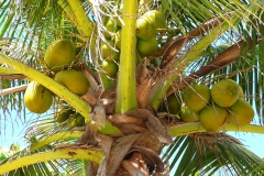 Mexique, Yucatan, cocotier